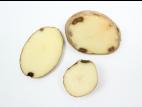 Pomme de terre - Blessure ou meurtrissure de pression