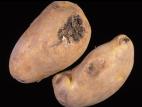 Pomme de terre - Blessure ou meurtrissure de pression