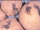 Pomme de terre - Blessure ou meurtrissure de pression
