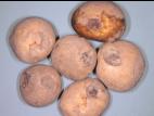 Pomme de terre - Blessure ou meurtrissure de pression