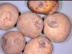 Pomme de terre - Blessure ou meurtrissure de pression
