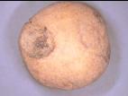Pomme de terre - Blessure ou meurtrissure de pression