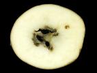 Pomme de terre - Coeur noir