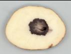 Pomme de terre - Coeur noir