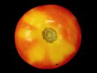Tomate - Collet jaune