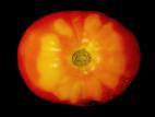 Tomate - Collet jaune