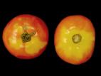 Tomate - Collet jaune