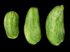 Tomate - Argenture