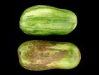 Tomate - Argenture