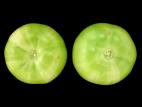 Tomate - Argenture