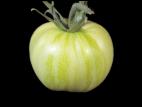 Tomate - Argenture