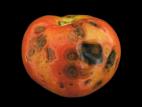 Tomate - Microfissures
