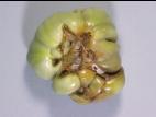 Tomate - Face de chat