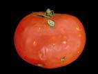 Tomate - Grêle