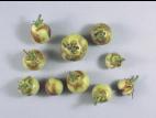 Tomate - Carence en bore