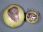 Tomate - Carence en calcium