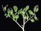 Tomate - Carence en calcium