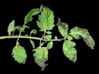 Tomate - Carence en calcium