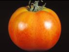 Tomate - Moucheture dorée