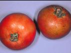 Tomate - Microfendillement