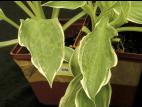 Hostas - Virus de la mosaïque du concombre (CMV)