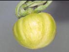 Tomate - Intumescence (oedème)