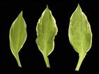 Hostas - Virus de la mosaïque du concombre (CMV)