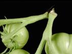 Tomate - Excès de vigueur des tiges