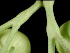 Tomate - Excès de vigueur des tiges