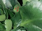 Kalanchoés - Virus de la tache nécrotique de l'impatiente (INSV)