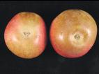 Pomme - Échaudure