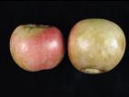 Pomme - Échaudure