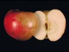 Pomme - Échaudure