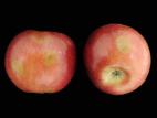 Pomme - Échaudure
