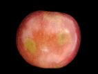 Pomme - Échaudure