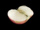 Pomme - Échaudure