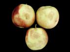 Pomme - Échaudure