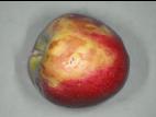 Pomme - Échaudure