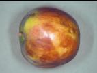 Pomme - Échaudure