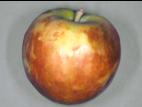 Pomme - Échaudure