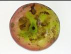 Pomme - Dégradation des lenticelles