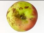 Pomme - Dégradation des lenticelles