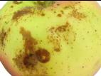 Pomme - Dégradation des lenticelles