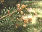 Arbres de Noël (sapins) - Gel printanier