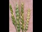 Blé - Fusariose de l'épi (Fusarium graminearum)_2