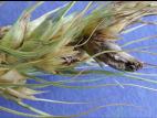 Blé - Ergot (Claviceps purpurea)_3