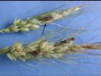 Blé - Ergot (Claviceps purpurea)_4