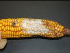 Maïs grain et fourrager - Fusariose de l'épi (Fusarium poae)