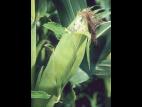 Maïs grain et fourrager - Charbon commun (Ustilago maydis)_3