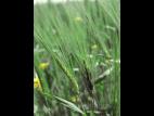 Orge - Charbon nu (Ustilago nuda)